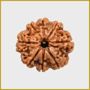 8 Mukhi Rudraksha