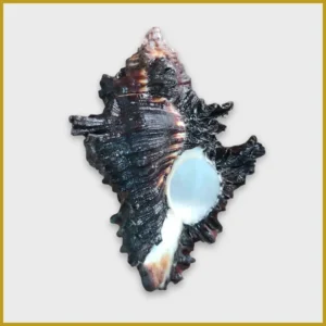 Shani Shankh